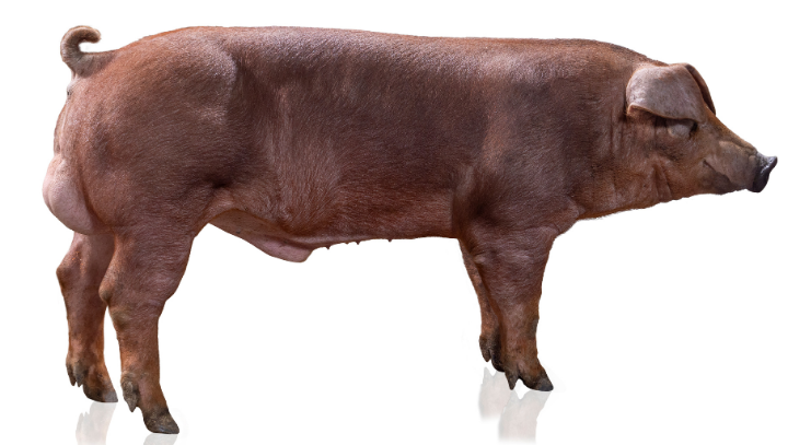 Danish Duroc