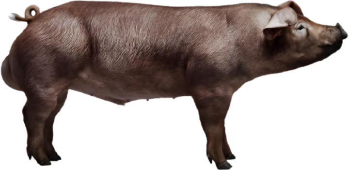 TN DUROC